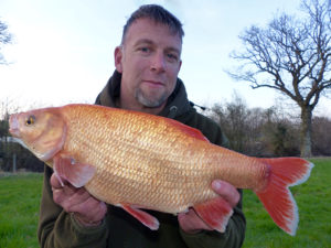 Stunning golden orfe