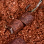 Big Fish River Barbel Pellets Pre-Drilled 1.8kg