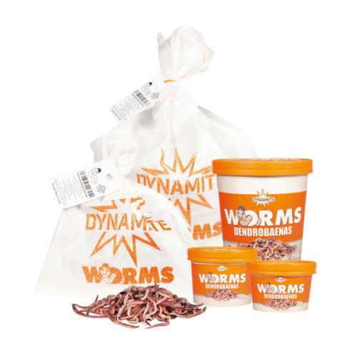 Dendrobaena Worms