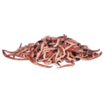 Dendrobaena Worms
