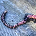 Dendrobaena Worms