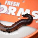 Lobworms