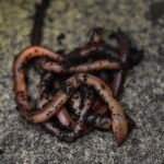 Lobworms