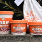 Dendrobaena Worms
