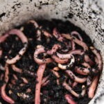 Dendrobaena Worms