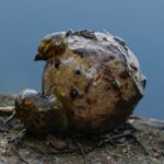 Peppered Squid Boilies