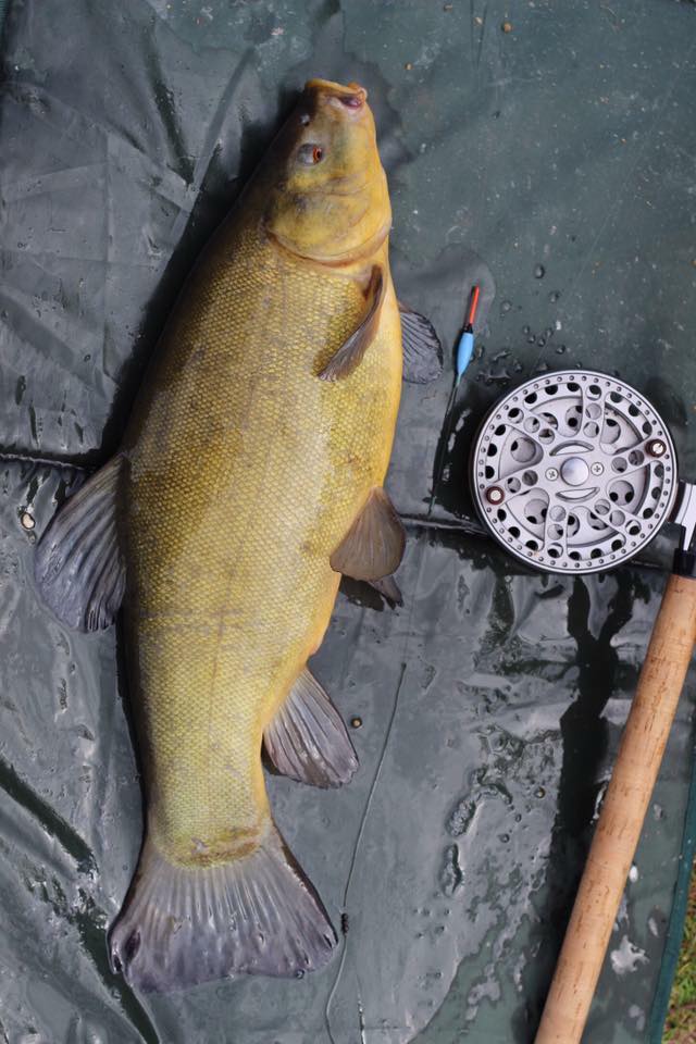 Top Tench Fishing Baits & Tactics Matt Fernandez Dynamite Baits