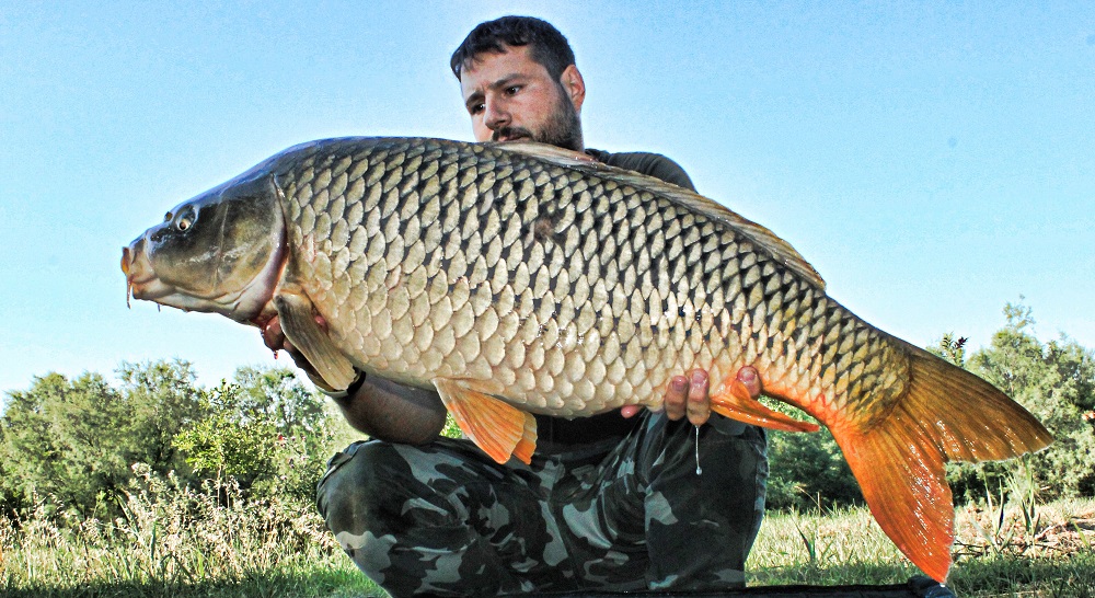 carptec boilies italian carp