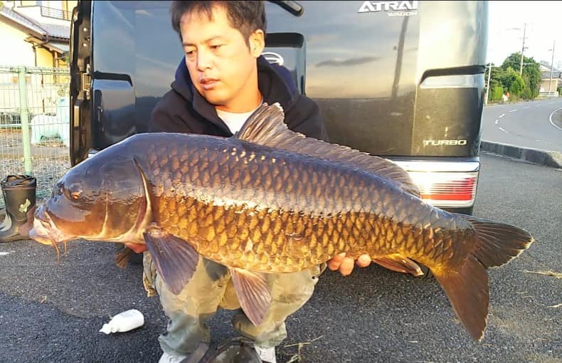 japan carp fishing river carp