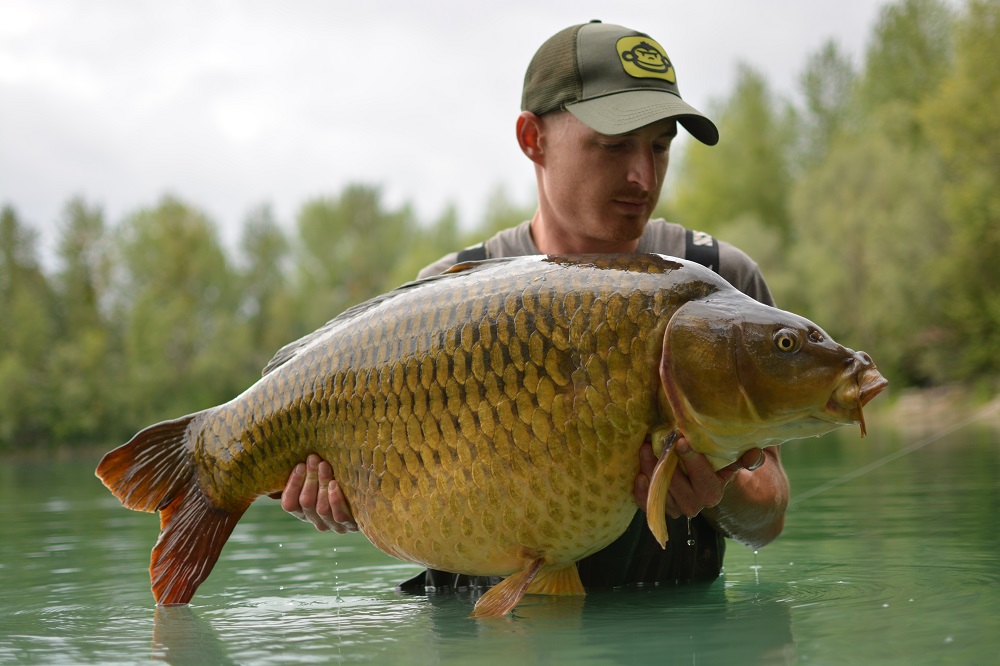 Huge UK Fifty On Monster Tiger Nut - Dynamite Baits