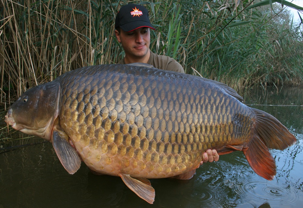 2016 Austria 39.8kg 87.8lb complex-t 20mm