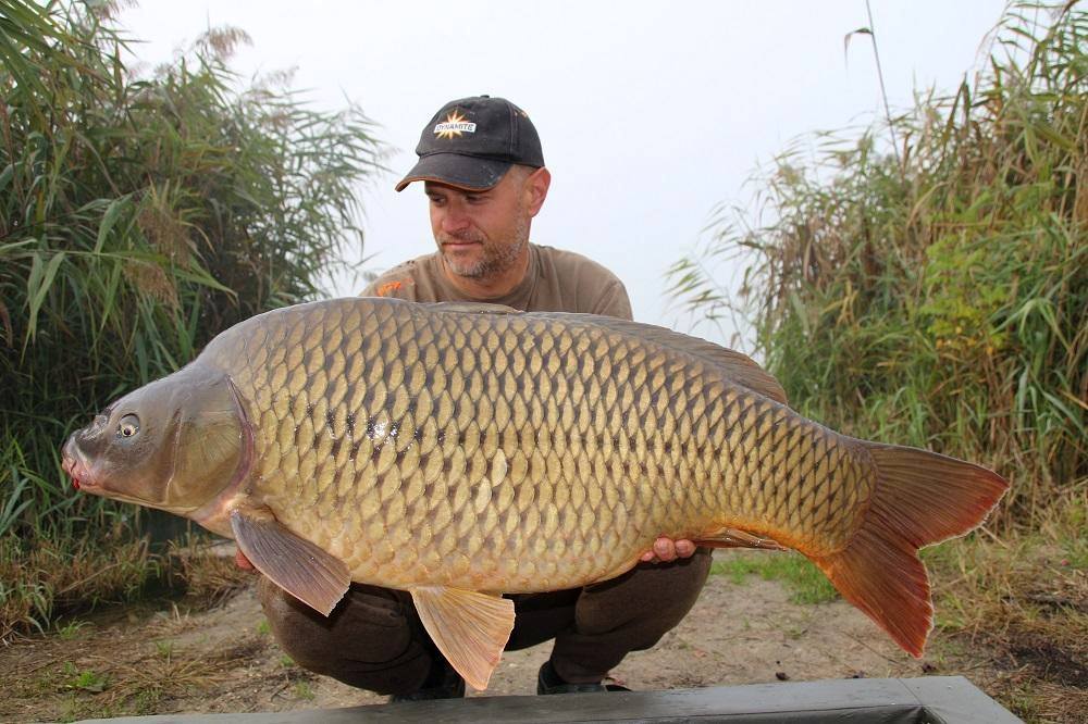 Srecko Karadzic croatia carp fishing red amo boilies