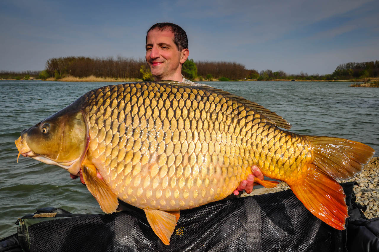 Massive carp named Carrot strikes again at French lake