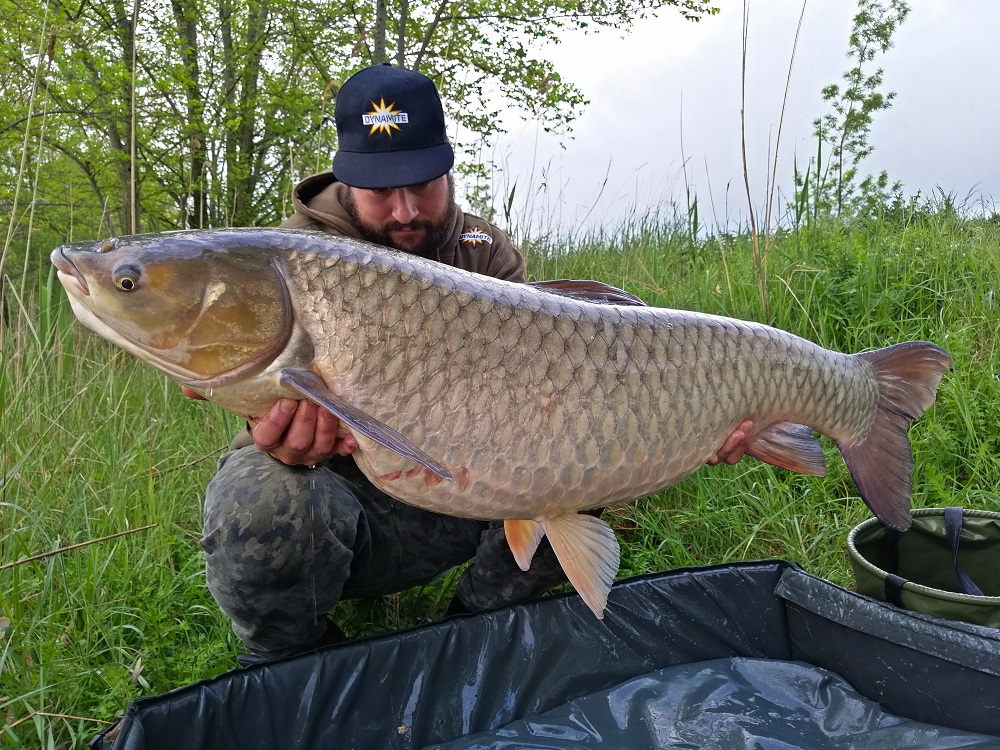 thomas santandrea 43lb italian amur on monster tiger nut