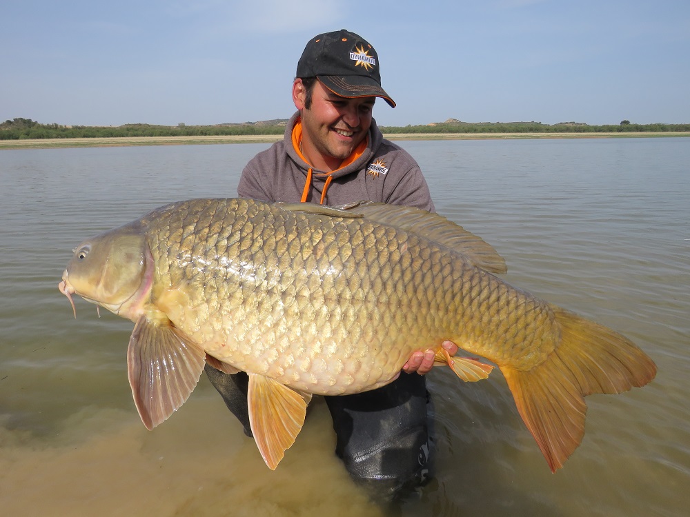 eduardo zancada river ebro carp