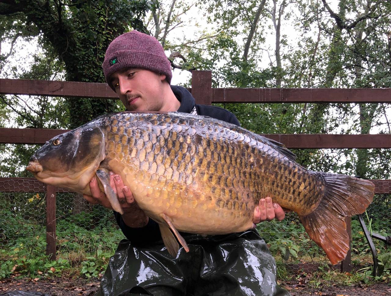 swan valley red amo forty common