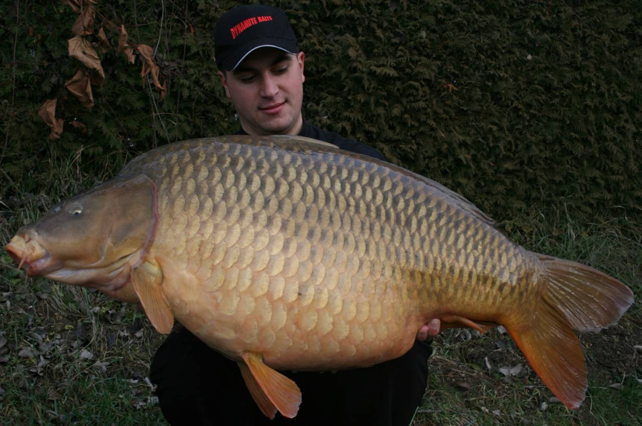 2011 carp