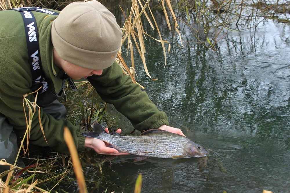 Releasing a big grayling into the cold waters of a Yorkshire chalk stream.