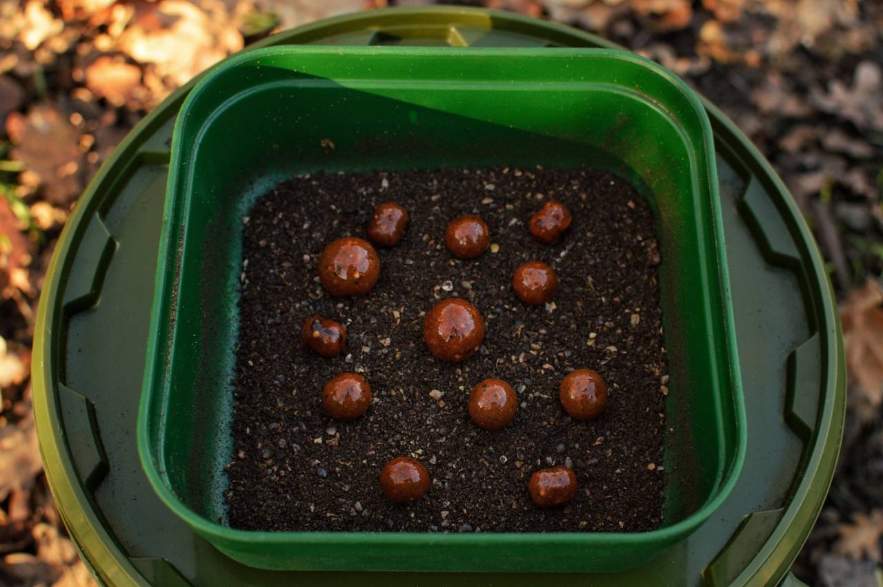 worm groundbait on boilies