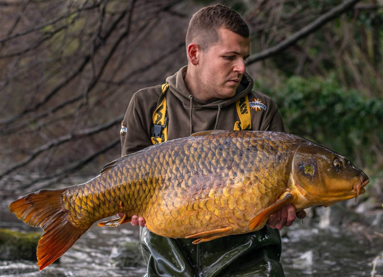 Maurizio Mariotti with a beautiful common carp deceived by a single 20 mm Monster Tiger Nut boilie on a bed of matching boillies and pellets.