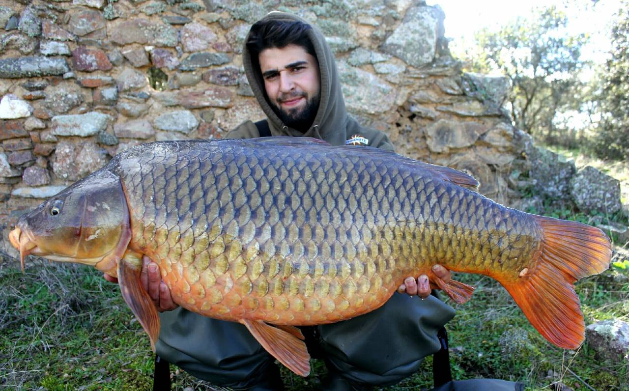 carlos mateo hot fish common carp