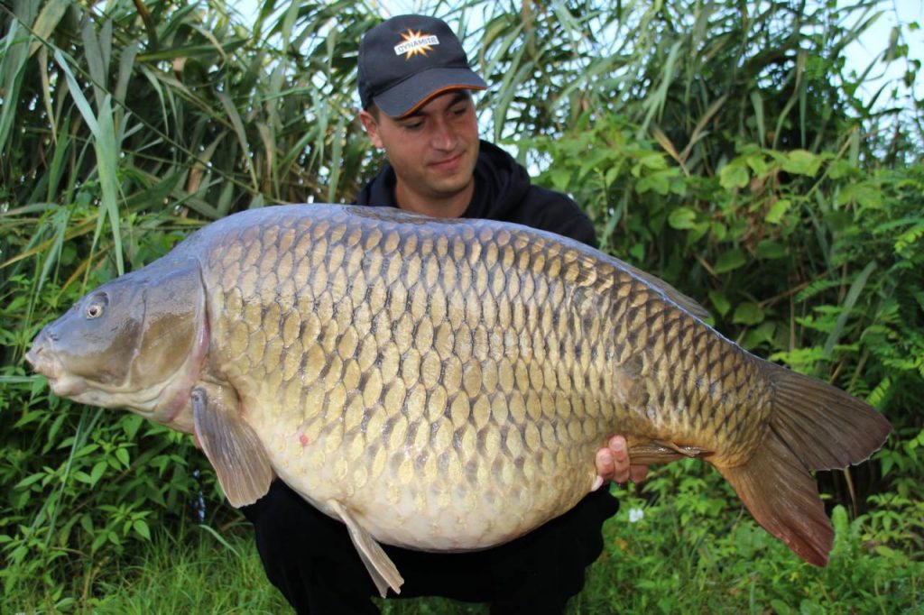 Croatia Carp 