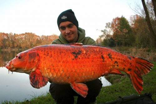 Catching A Crazy Koi/Carp Hybrid - Fish'n Canada