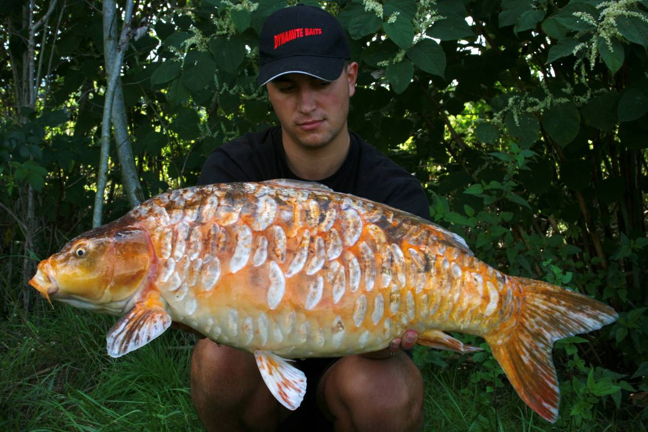 Krištof Cuderman’s Top 7 Koi Carp Catches! Dynamite Baits