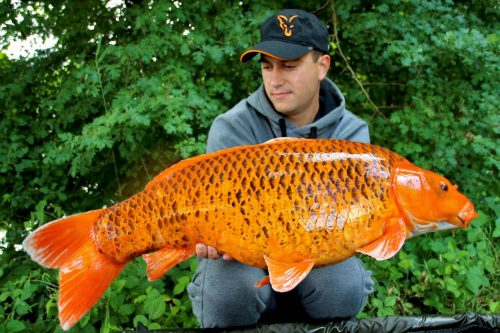 Krištof Cuderman's Top 7 Koi Carp Catches! - Dynamite Baits