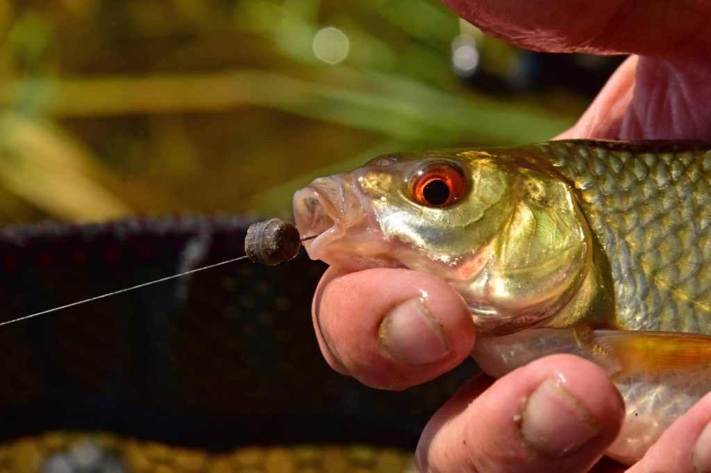 Fishing with Live Maggots: Surprise Big Catch! 